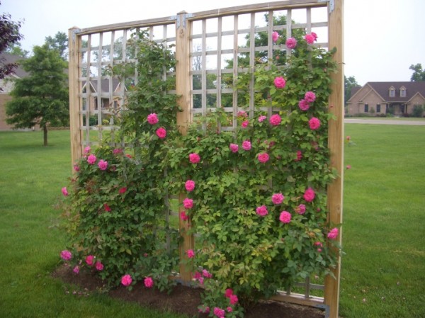 : Decoration Rose Trellis