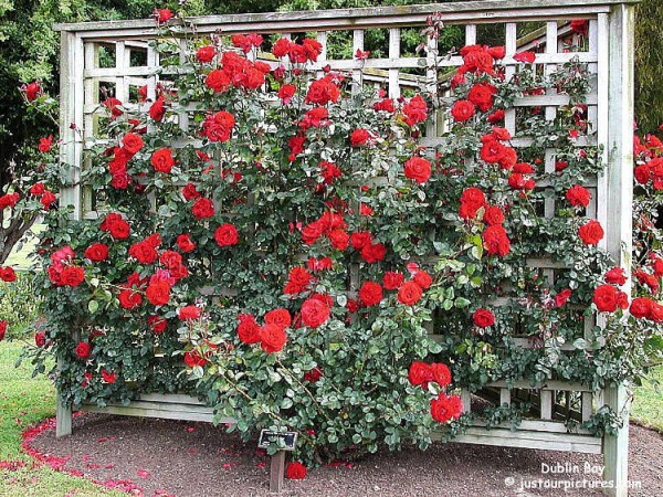 : Dublinbay Rose Trellis