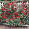 Dublinbay-Rose trellis