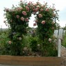 Interbay_Rose trellis