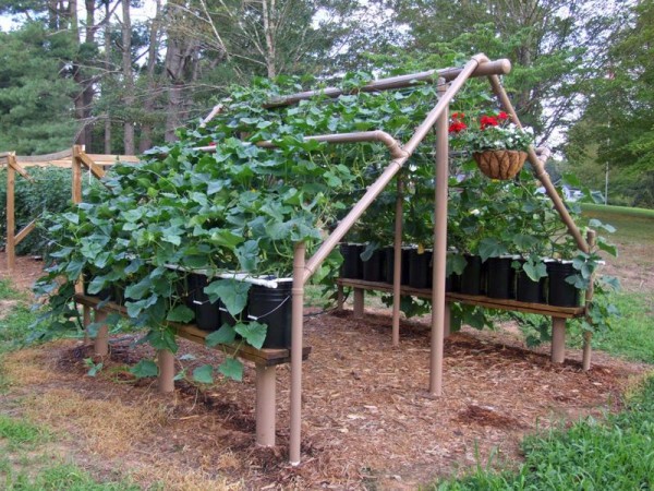 : Options Of Grape Trellis