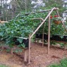 Options Of Grape Trellis