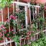 Rose trellis Decoration Ideas