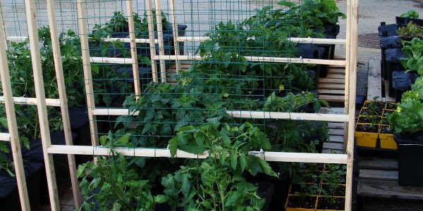 Tomato Trellis Design Ideas
