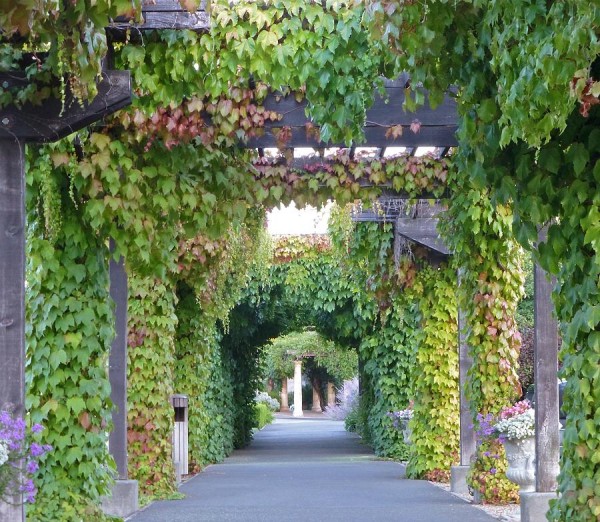 : Trellis Grape Vine Covered Arbor Design