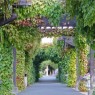 Trellis-grape-vine-covered-arbor-design