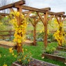Wooden-Grape Trellis Design