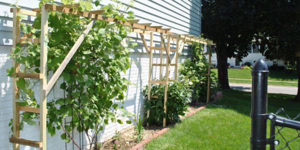 Wooden Grape Trellis Minimalist