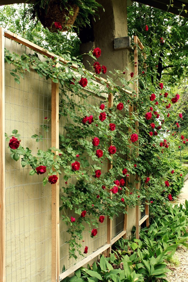 : Wooden Rose Trellis