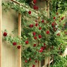 Wooden Rose trellis