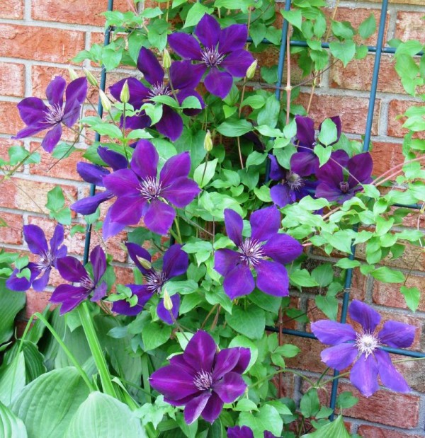 : Clematis Fast Growing Annual Vines For Shade