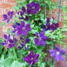 Clematis fast growing annual vines for shade