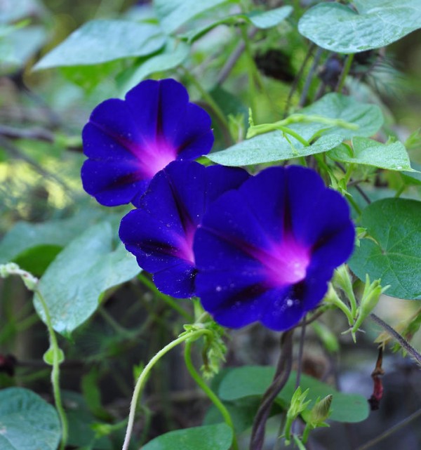 : Grandpa Otts Morning Glory Growing