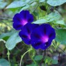 Grandpa-Otts-morning-glory-growing