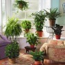 Indoor-plants-room-decorating-ideas