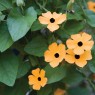 Thunbergia-Blk-eyed-Susan-vine