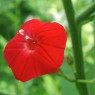 cardinal-climber-flower-detail-Red