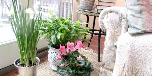 Carol Indoor Garden Tips