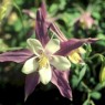 columbin-plants for wet soil