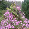 growing annual vines purple