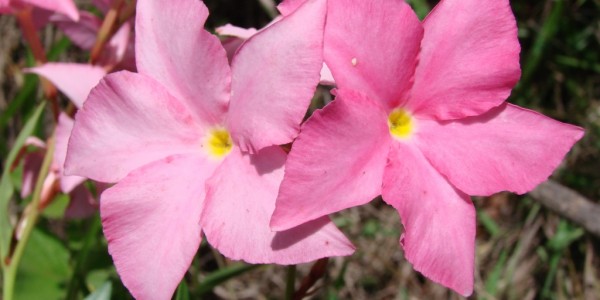 Mandevilla Flowers Fast Growing Annual Flowering Vines
