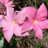 mandevilla-flowers-fast growing annual flowering vines